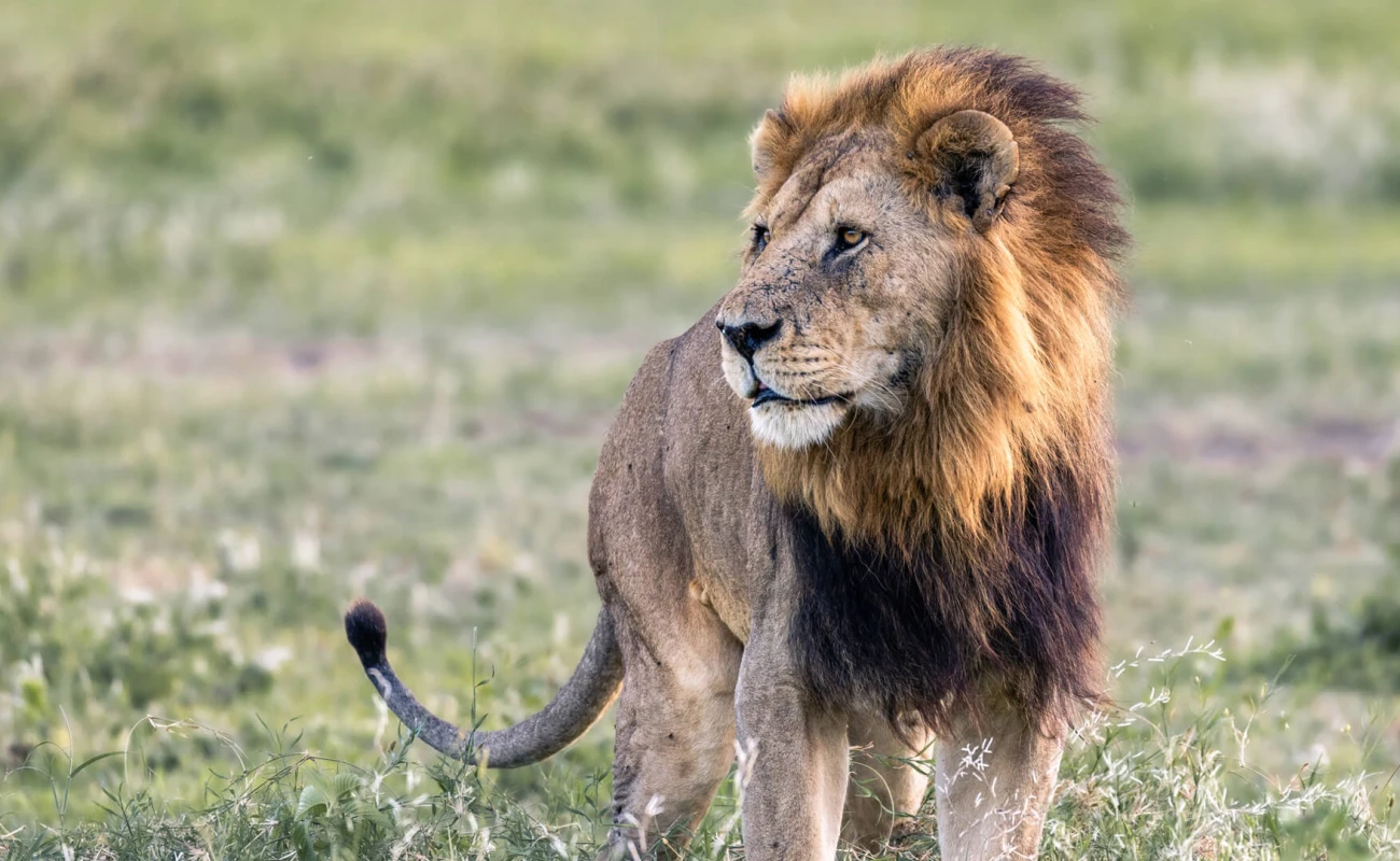 Big Five Safari 