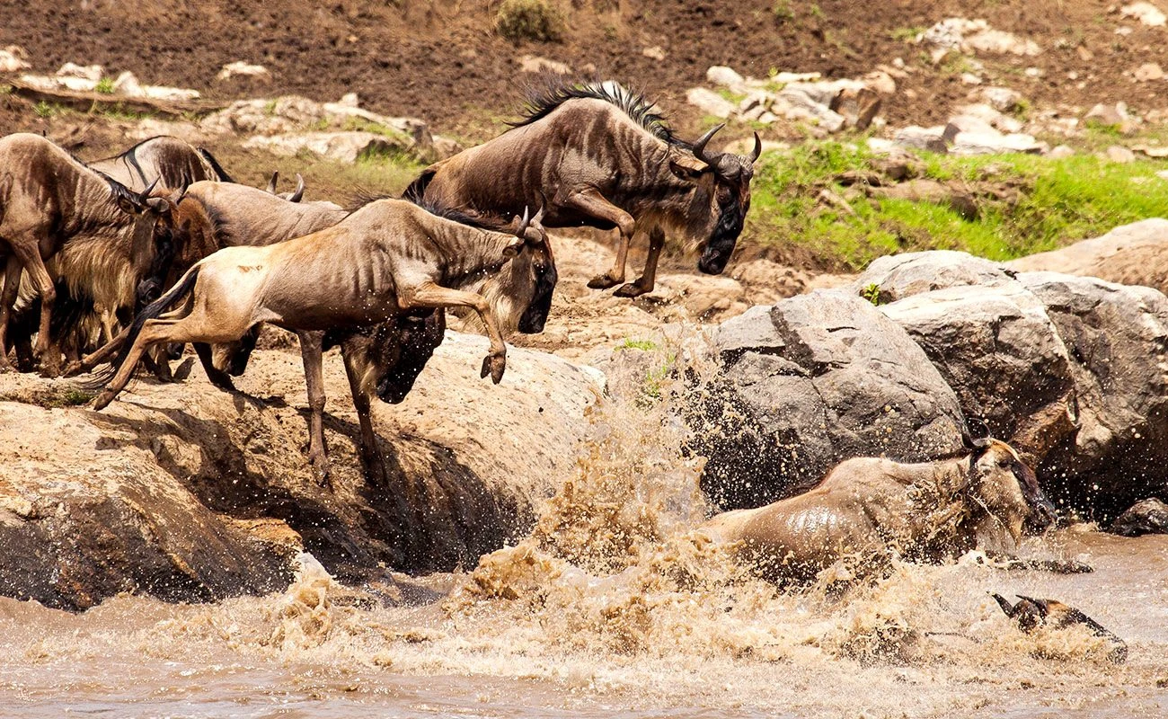 RIVER CROSSING MIGRATION