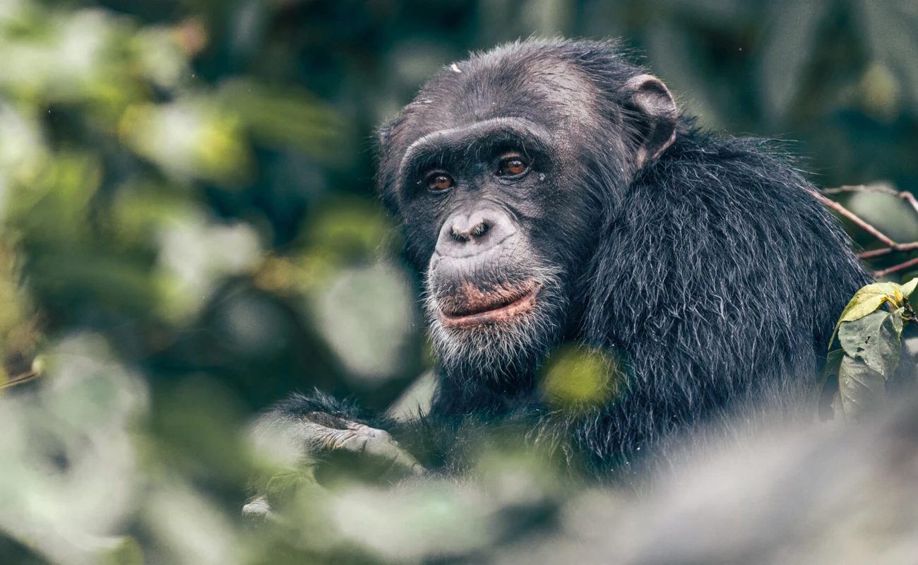 Chimpanzee Trekking
