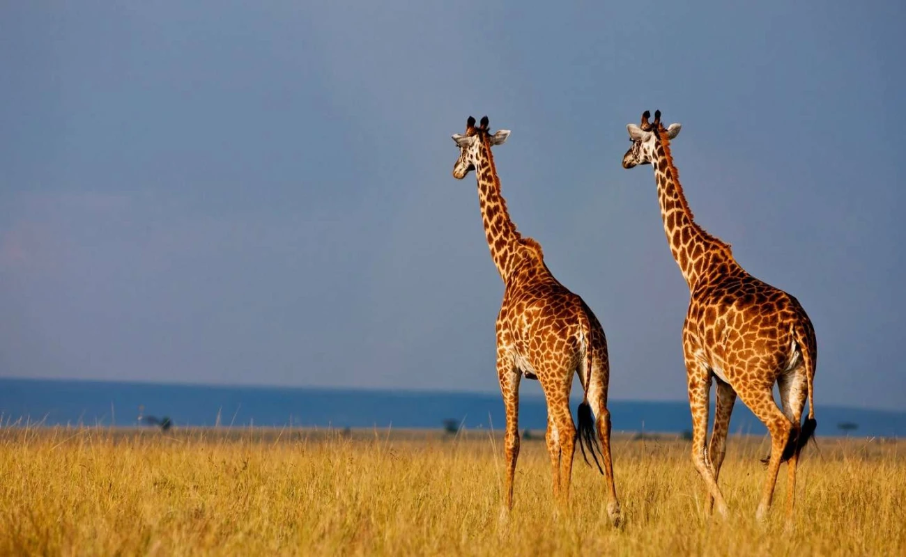Masai Mara and Amboseli Safari