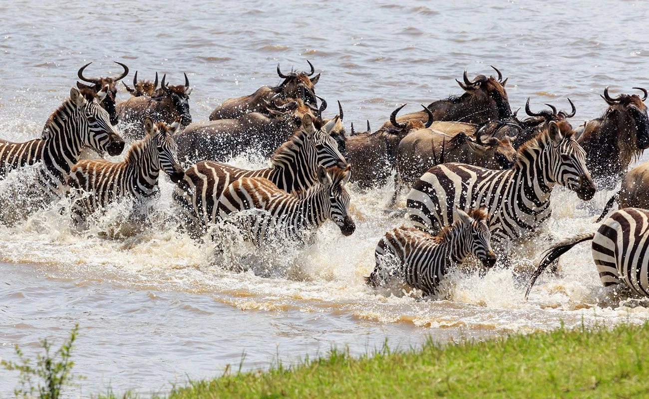 Great Migration Fly-In Classic Safari