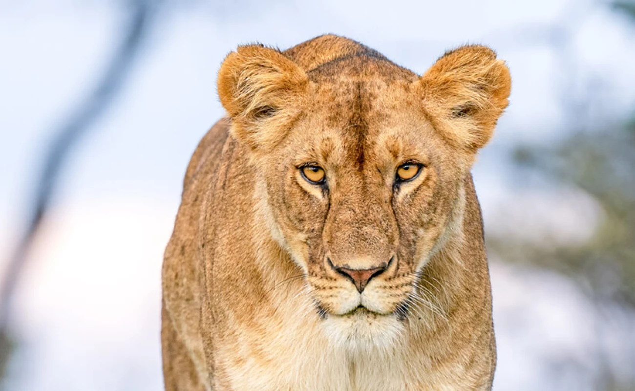 Amboseli Crown of Giants Safari