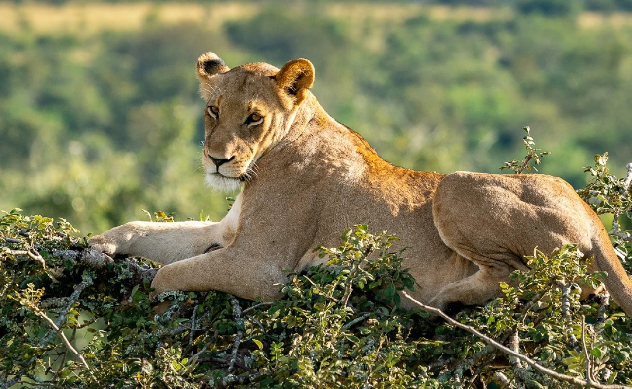 lion in Akagera National PARK