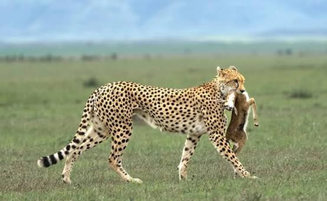 River Crossing Migration