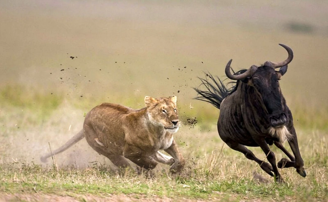 Kenya River Crossing Migration Safari