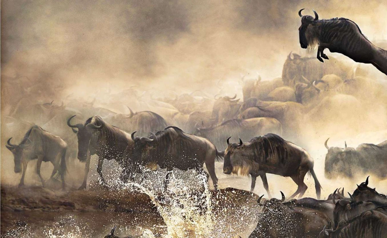  Great River Crossing Migration Safari