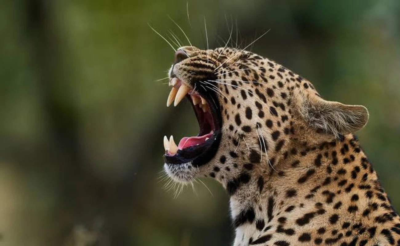 Big Five &amp;amp;amp;amp;amp; Gorilla Family Safari 