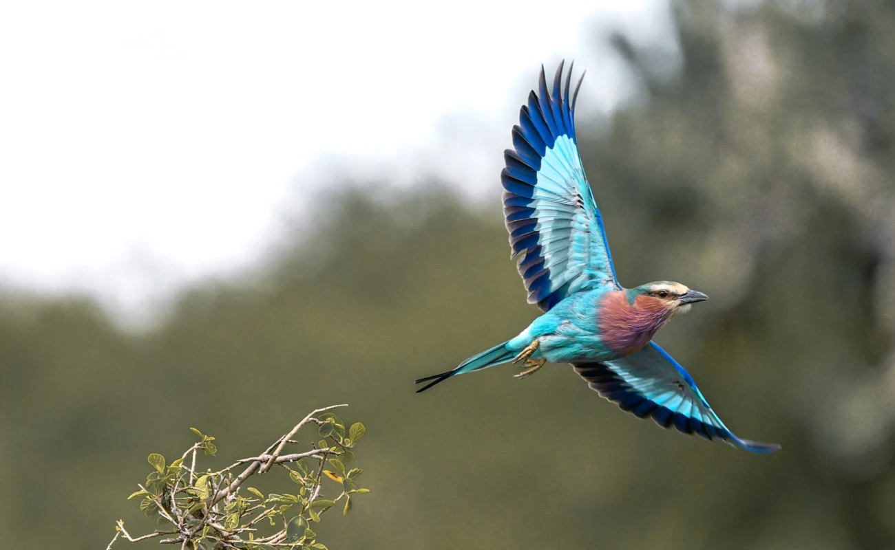 Kenya &amp; Tanzania Birding Photography Safari
