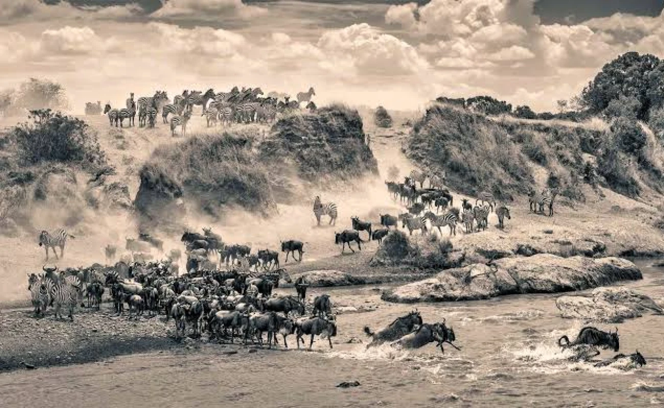 Great Migration Safari