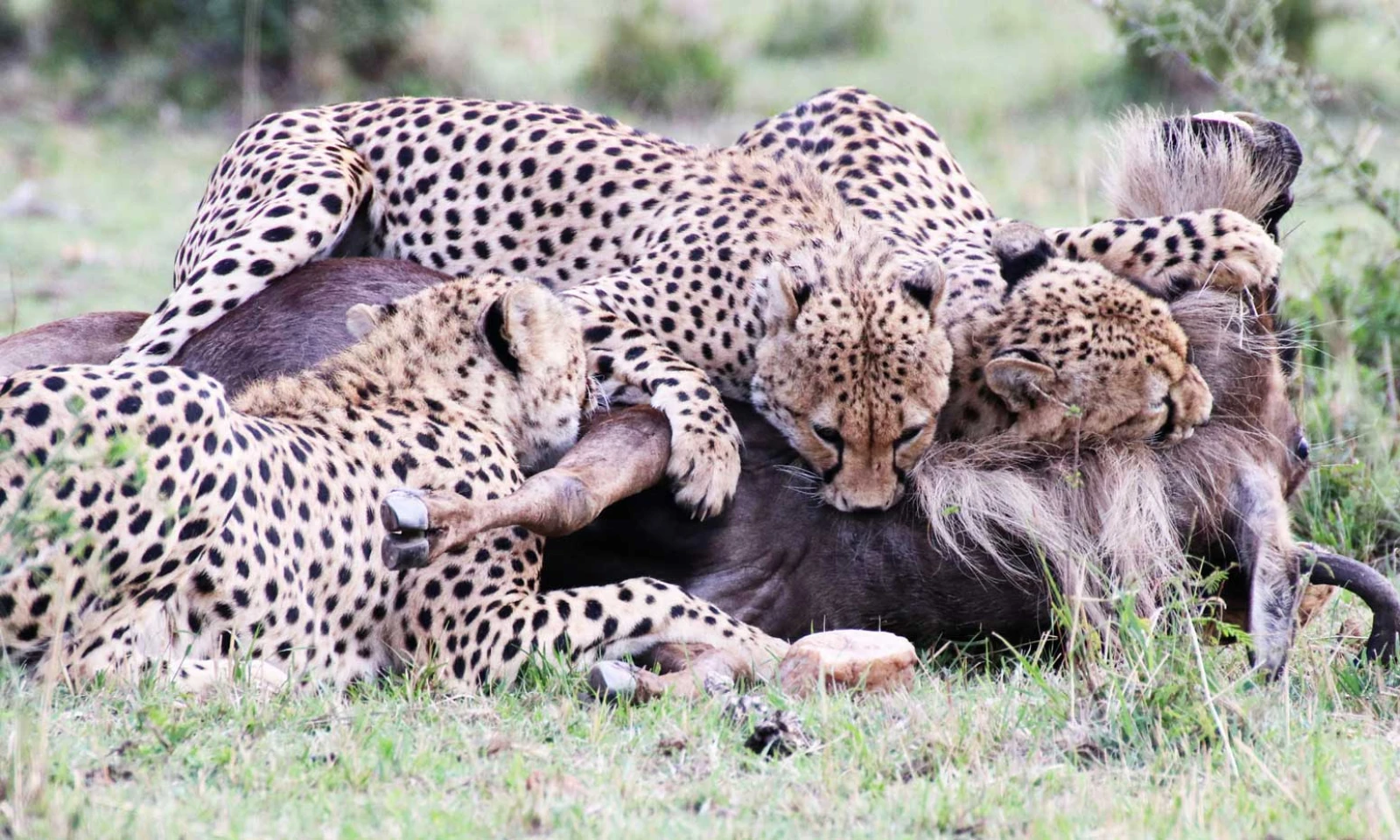 Full-Day Serengeti Photography – Big Cats and Iconic Landscapes