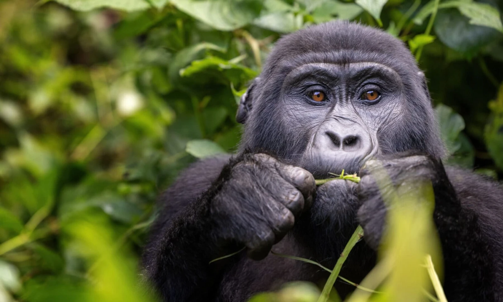 Kibale NP – Chimpanzee Trekking / Kalinzu Forest