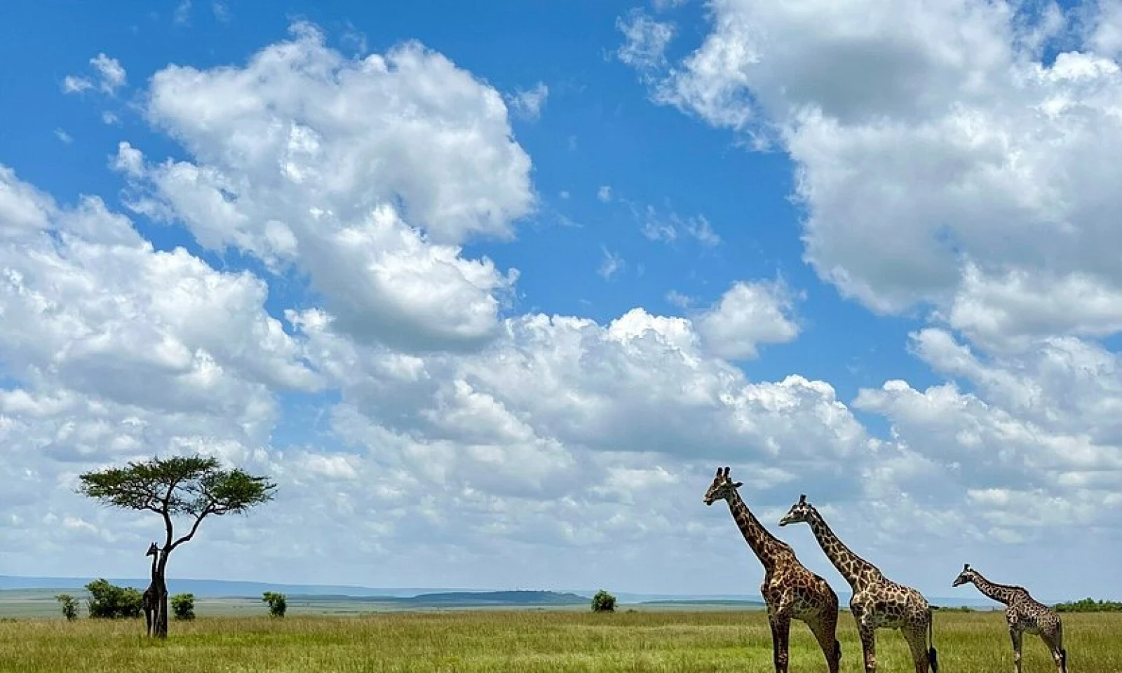 Full Day in Masai Mara National Reserve