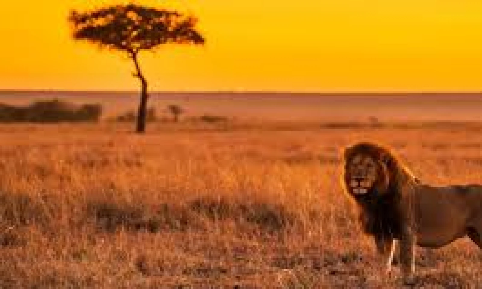 Full Day in Masai Mara National Reserve