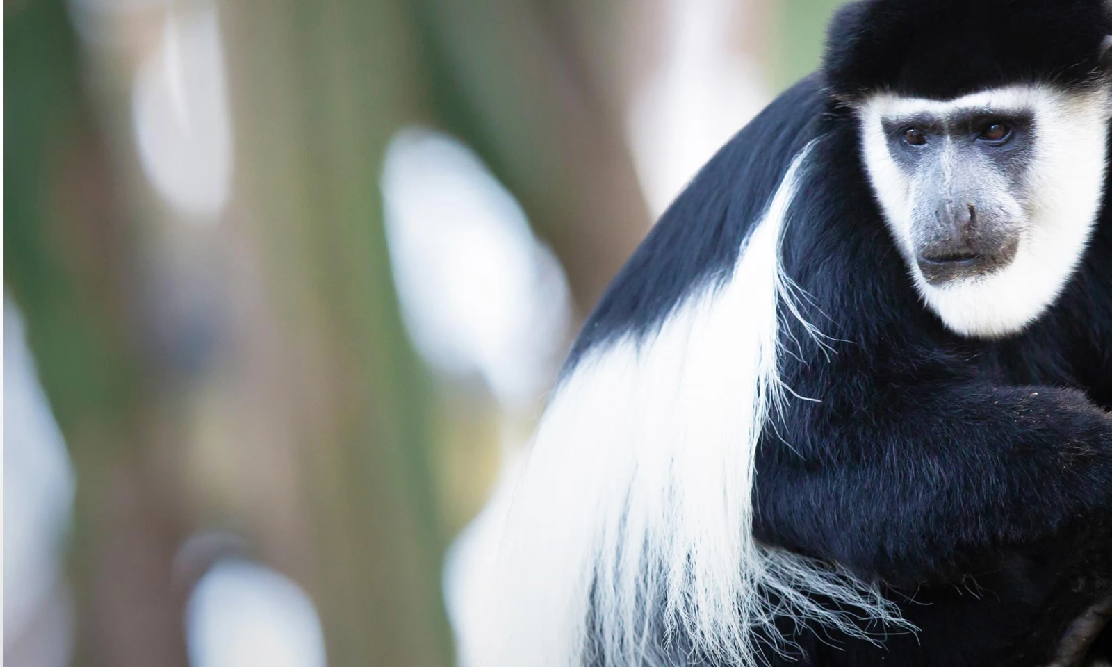 Colobus Monkey Trekking – Return to Kigali