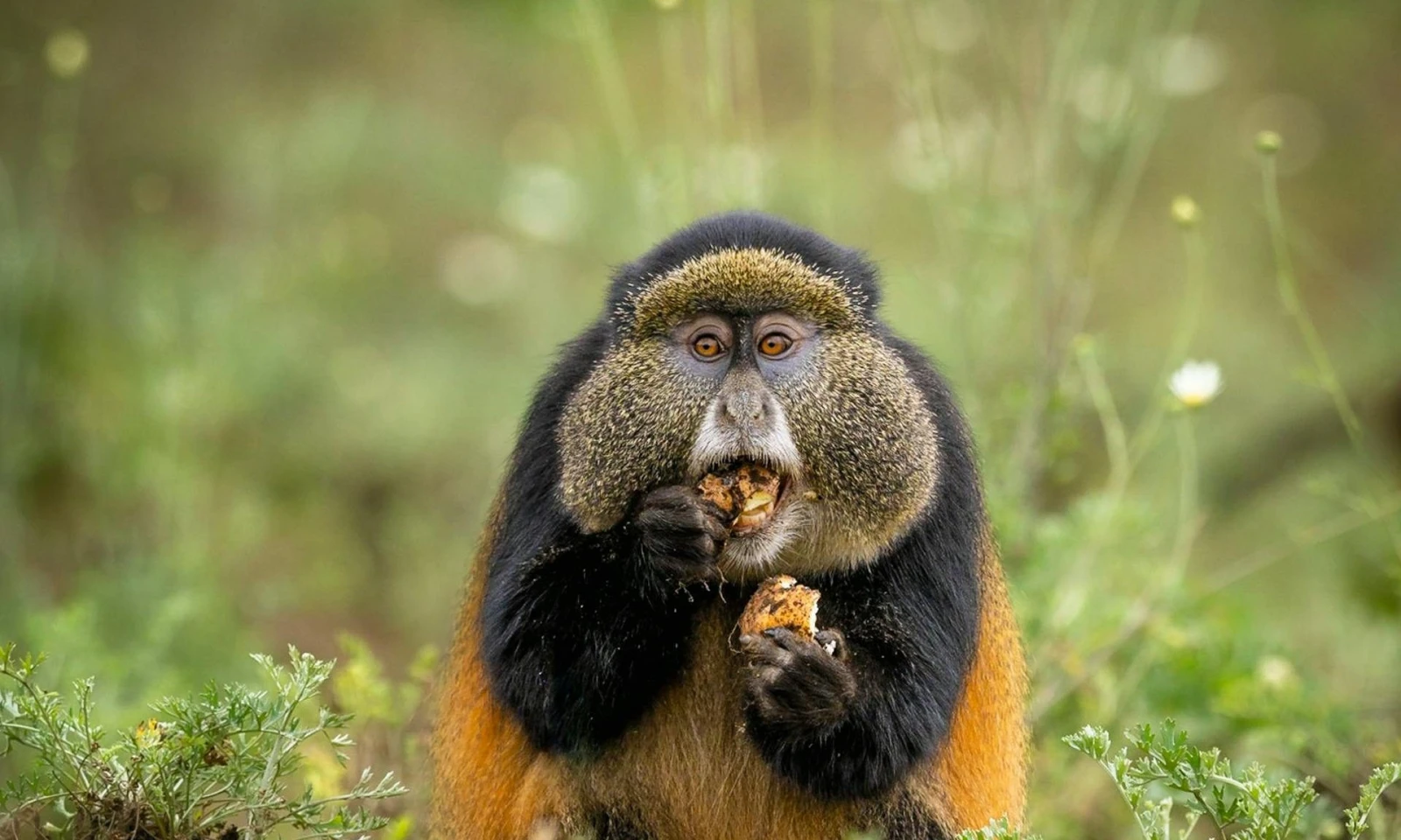 Golden Monkey Trekking – Scenic Return to Kigali
