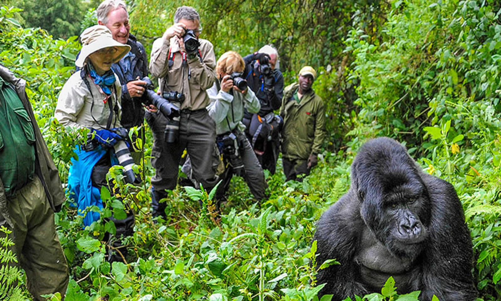 Mountain Gorilla Trekking & Twin Lakes Exploration
