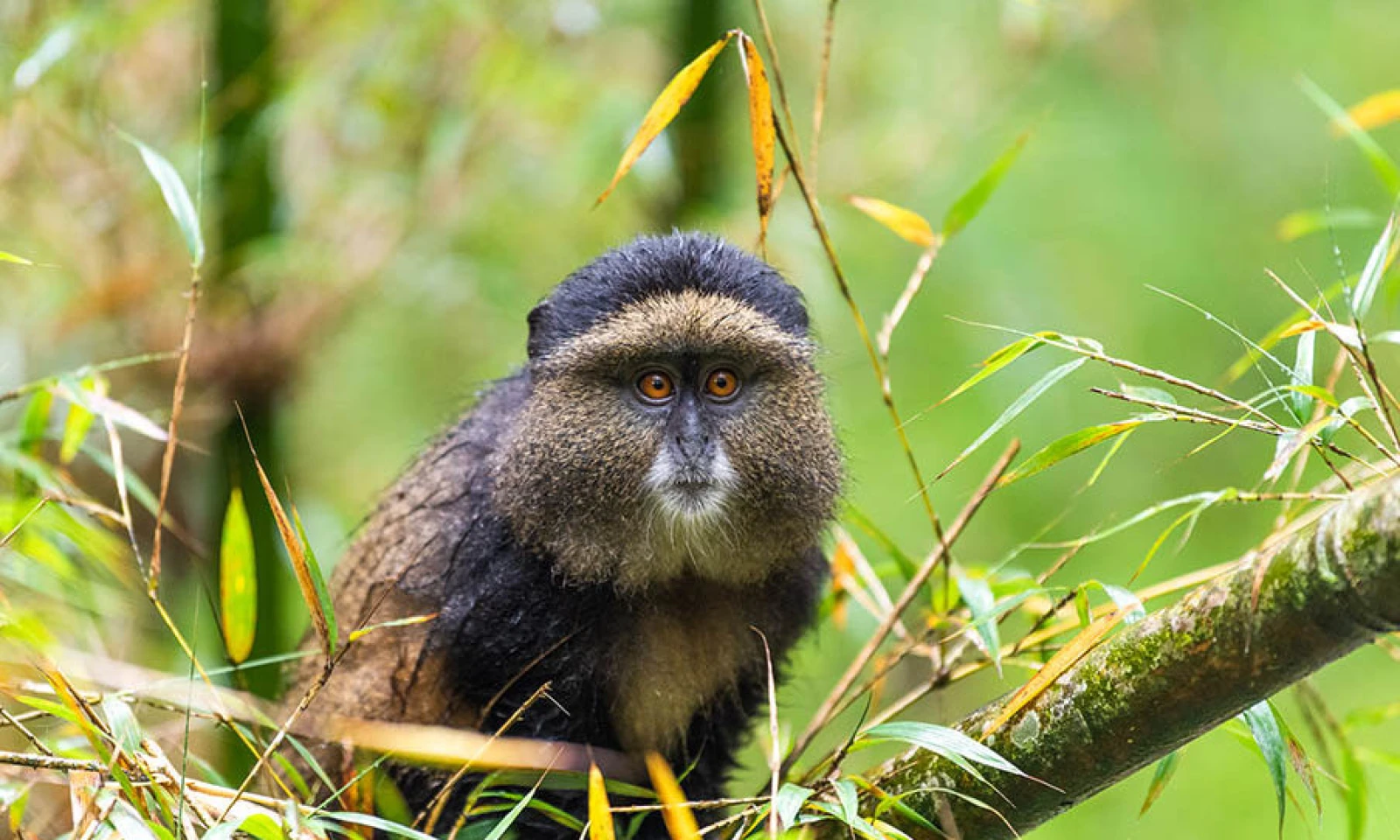 Golden Monkey Trek & Return to Kigali