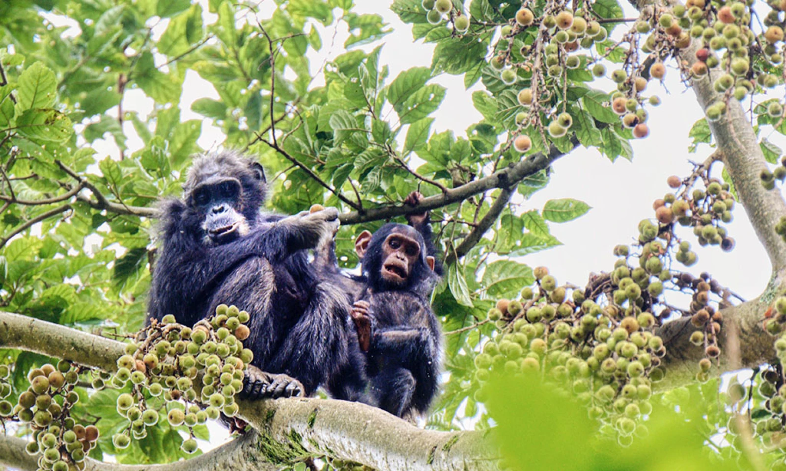 Chimpanzee Trekking & Canopy Walk Adventure