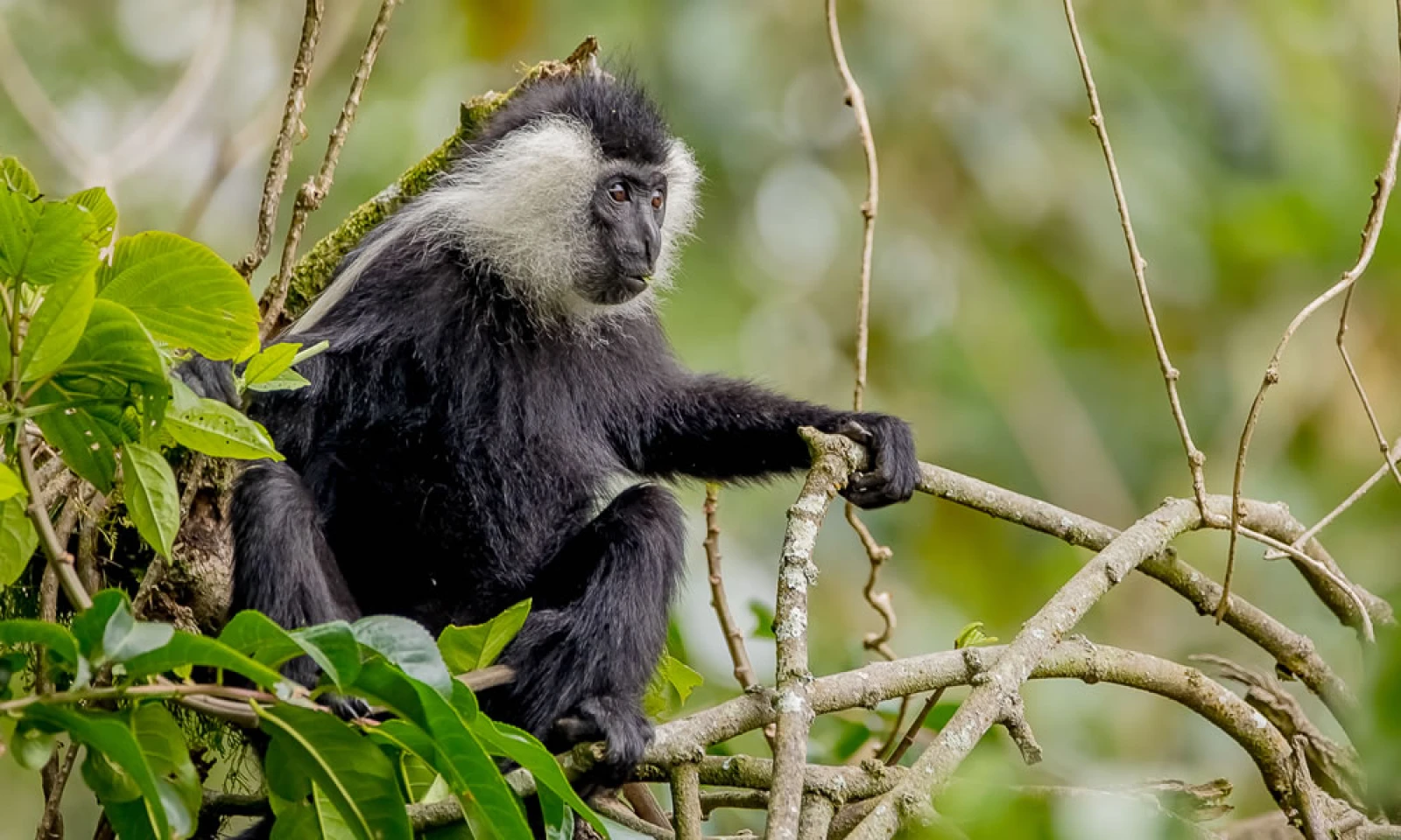 Colobus Monkey Trek – Tea Plantation Visit & Lake Kivu Arrival
