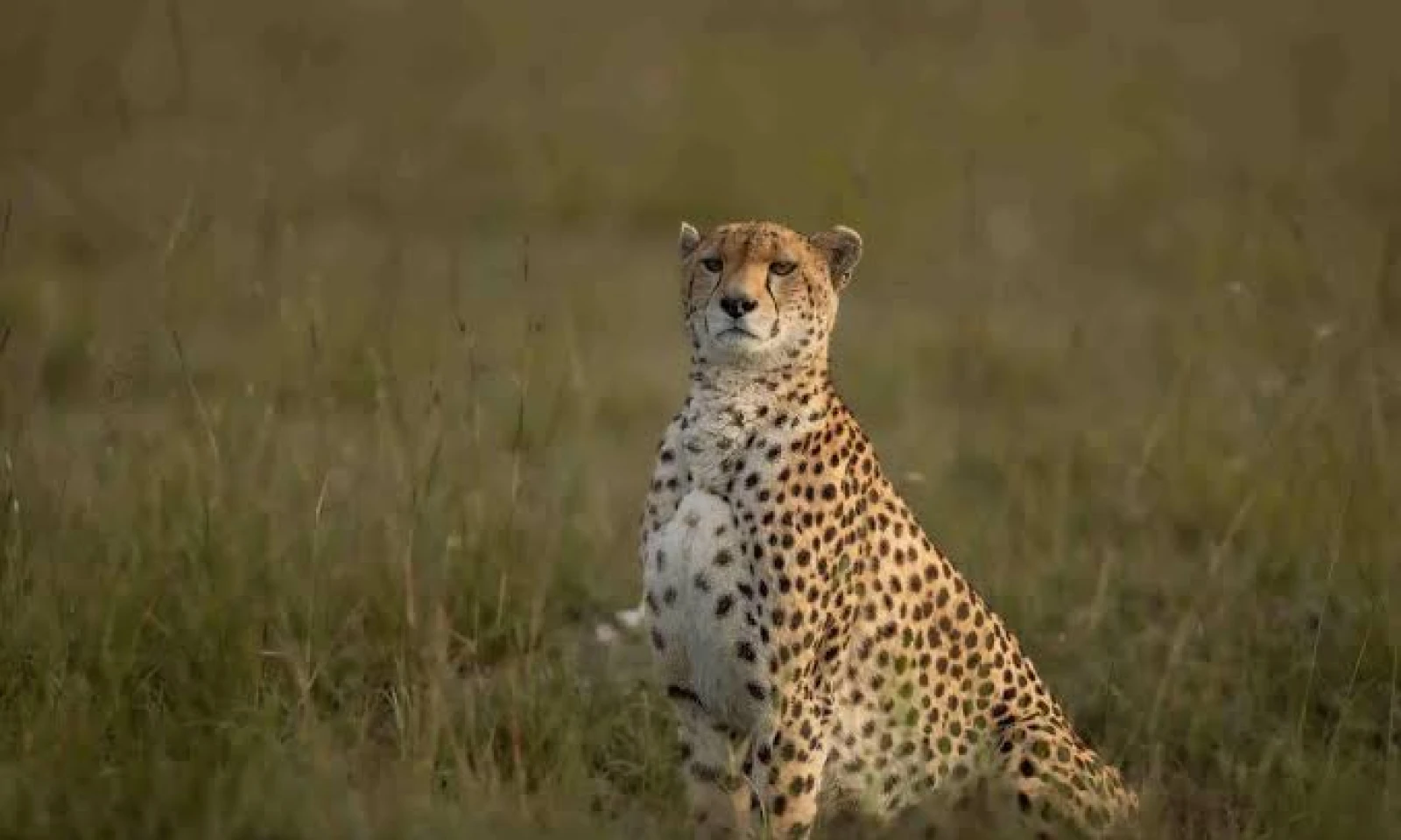 Nairobi → Masai Mara National Reserve – Into the Wild