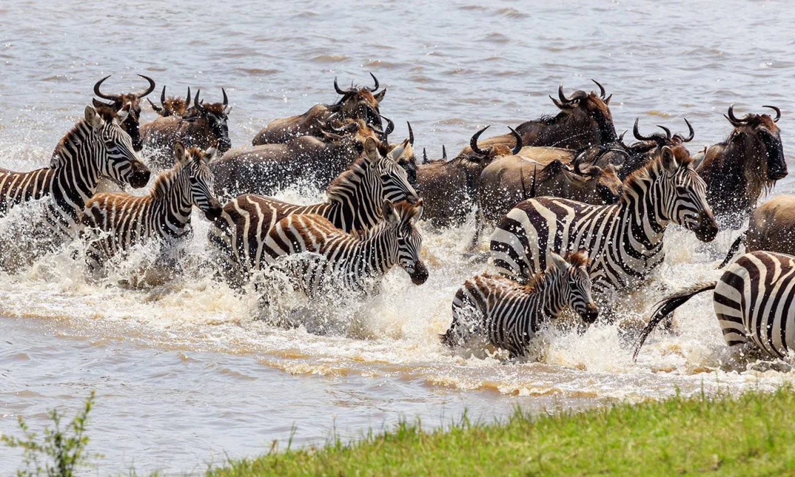 Northern Serengeti – Great Migration River Crossing