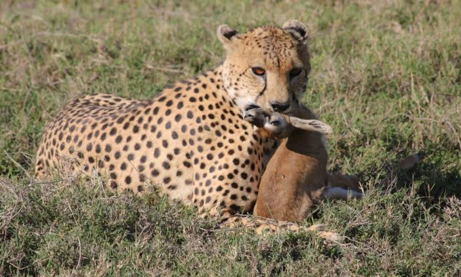 Northern → Central Serengeti – Predator Zone Safari