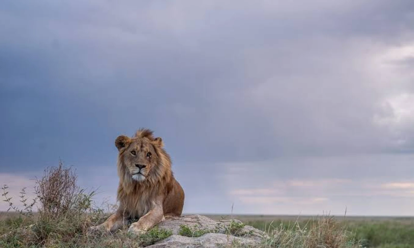 Full Day Central Serengeti – Wildlife Immersion