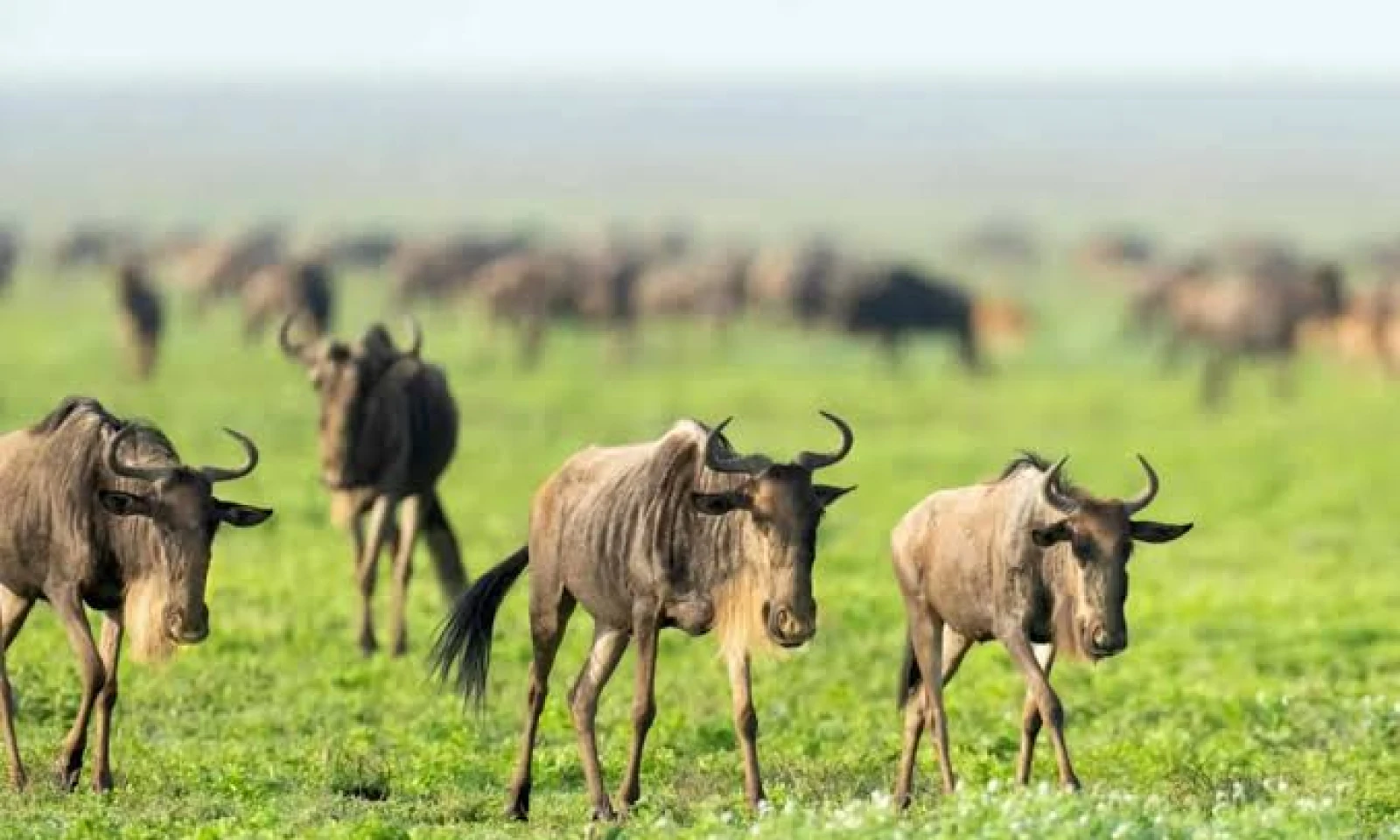 Serengeti → Ngorongoro Highlands – Scenic Transition