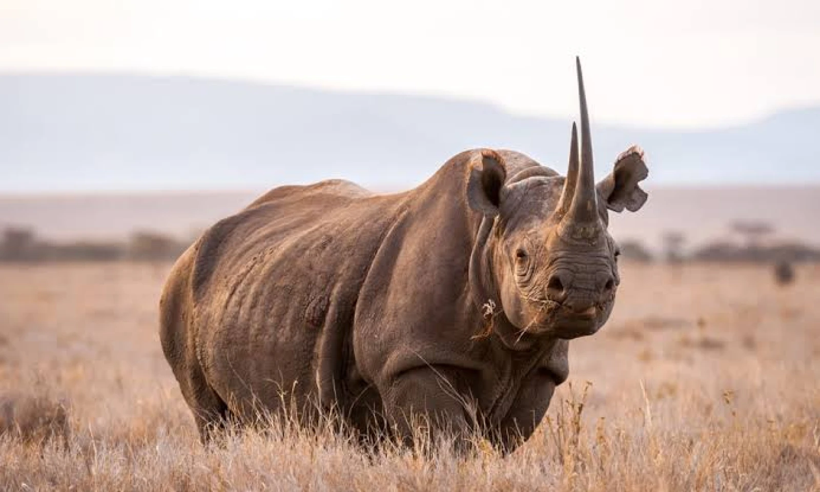 Ngorongoro Crater – Full-Day Big Five Safari