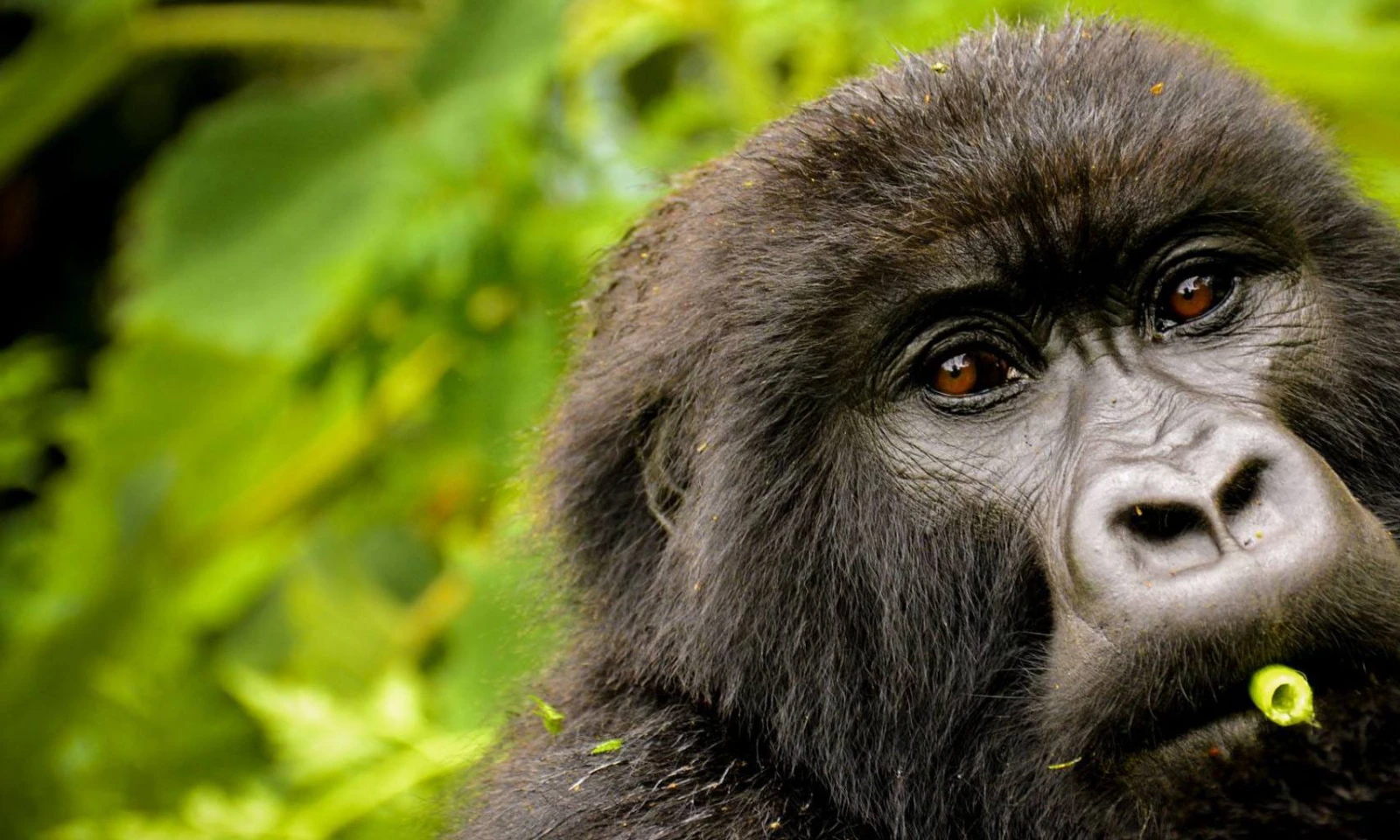 Volcanoes National Park – Gorilla Trekking Experience