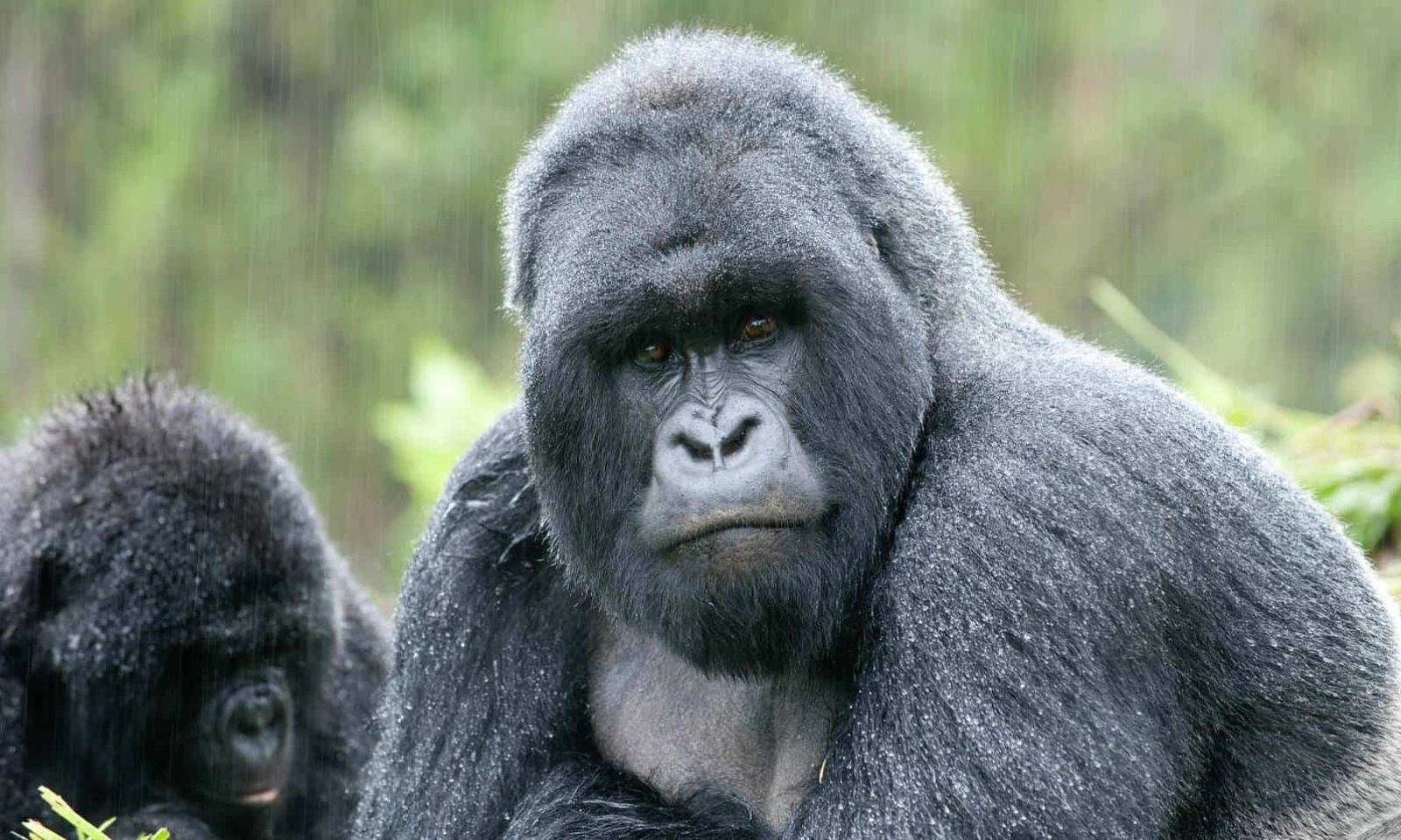 Kigali → Volcanoes National Park – Into Gorilla Country