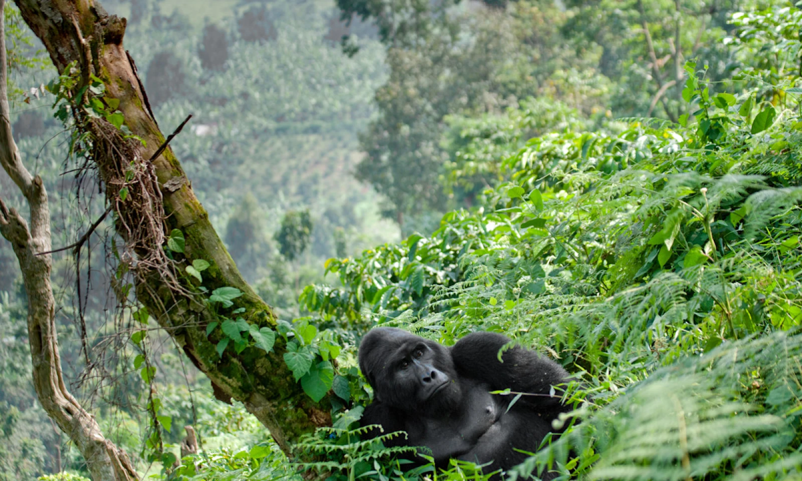 Volcanoes → Bwindi Impenetrable Forest – Scenic Cross-Border Transfer