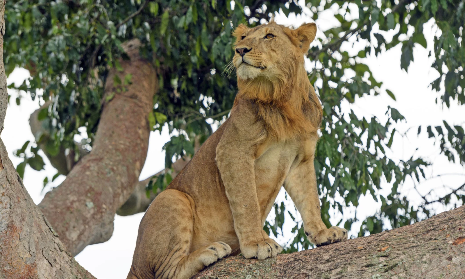 Bwindi → Queen Elizabeth National Park – Big Five Safari Begins