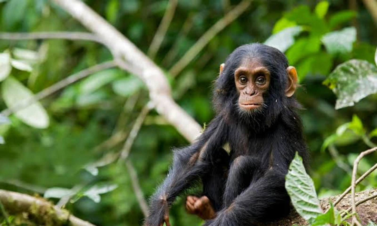 Bwindi – Chimpanzee Trekking Adventure