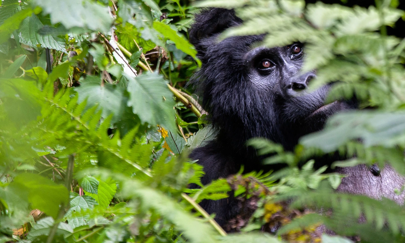 Gorilla Trekking – An Intimate Wildlife Encounter