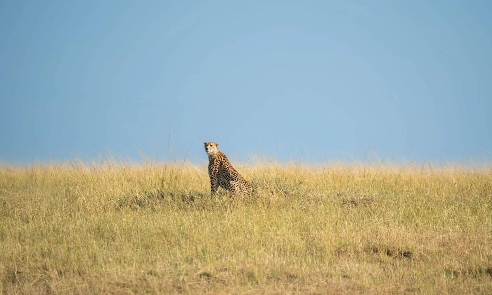 Nairobi → Masai Mara – Fly Into the Migration Arena