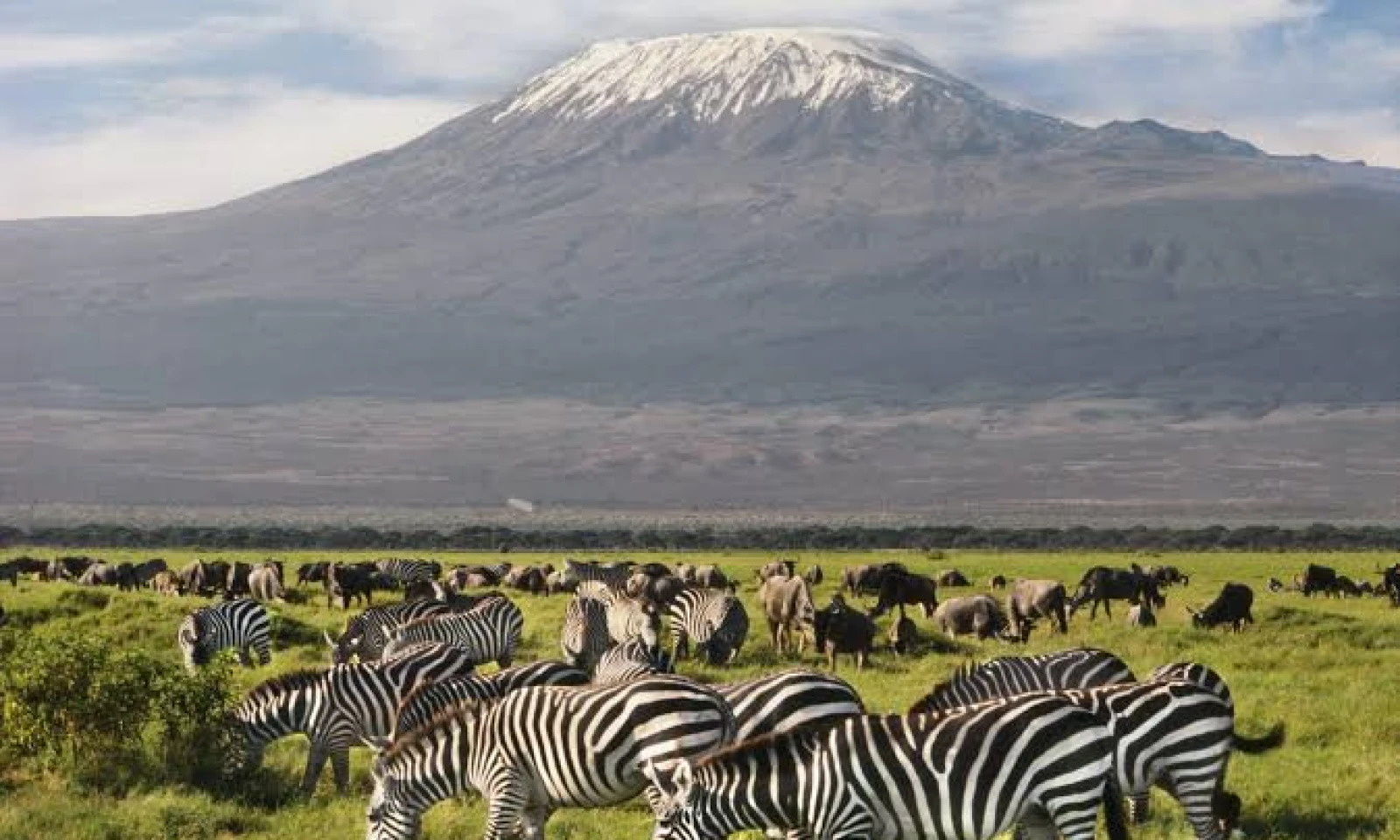 Amboseli – Giants of the Plains