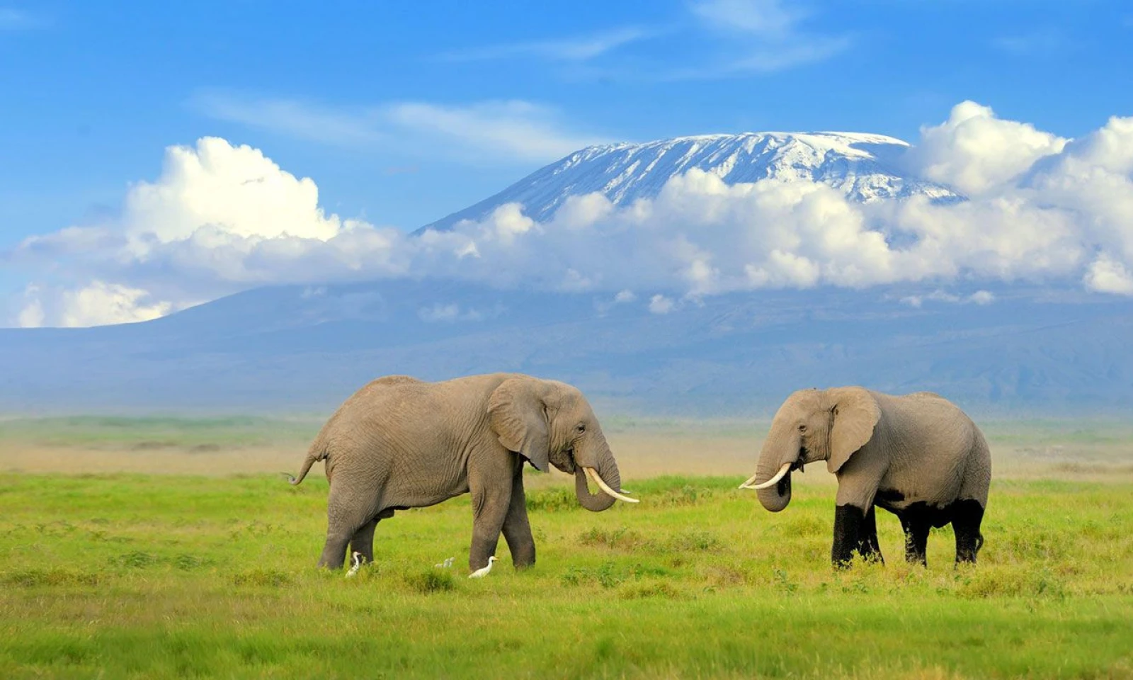 Amboseli → Nairobi – Return to the Capital