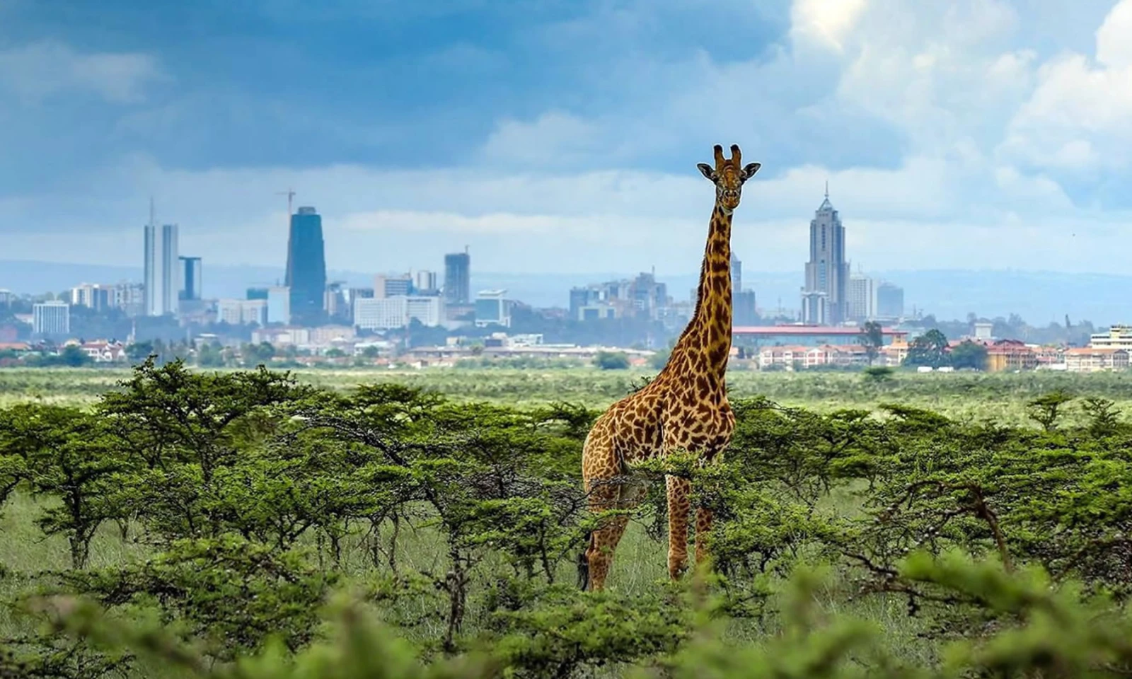 Nairobi City Tour & Departure