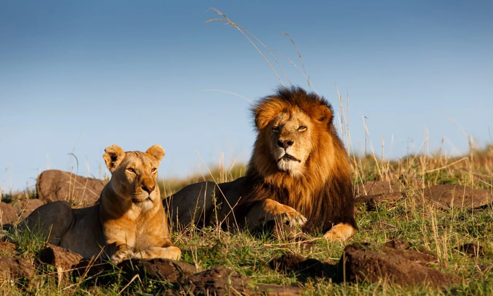 Masai Mara – Big Five & Cultural Encounters