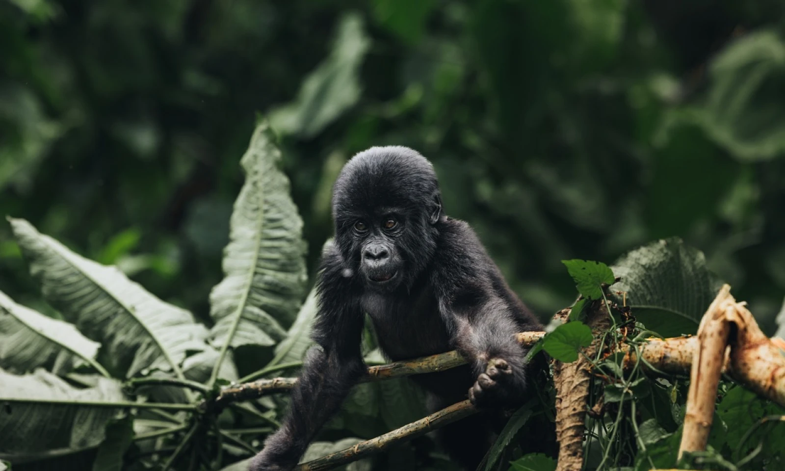 Entebbe → Bwindi Impenetrable Forest – Scenic Arrival to the Rainforest