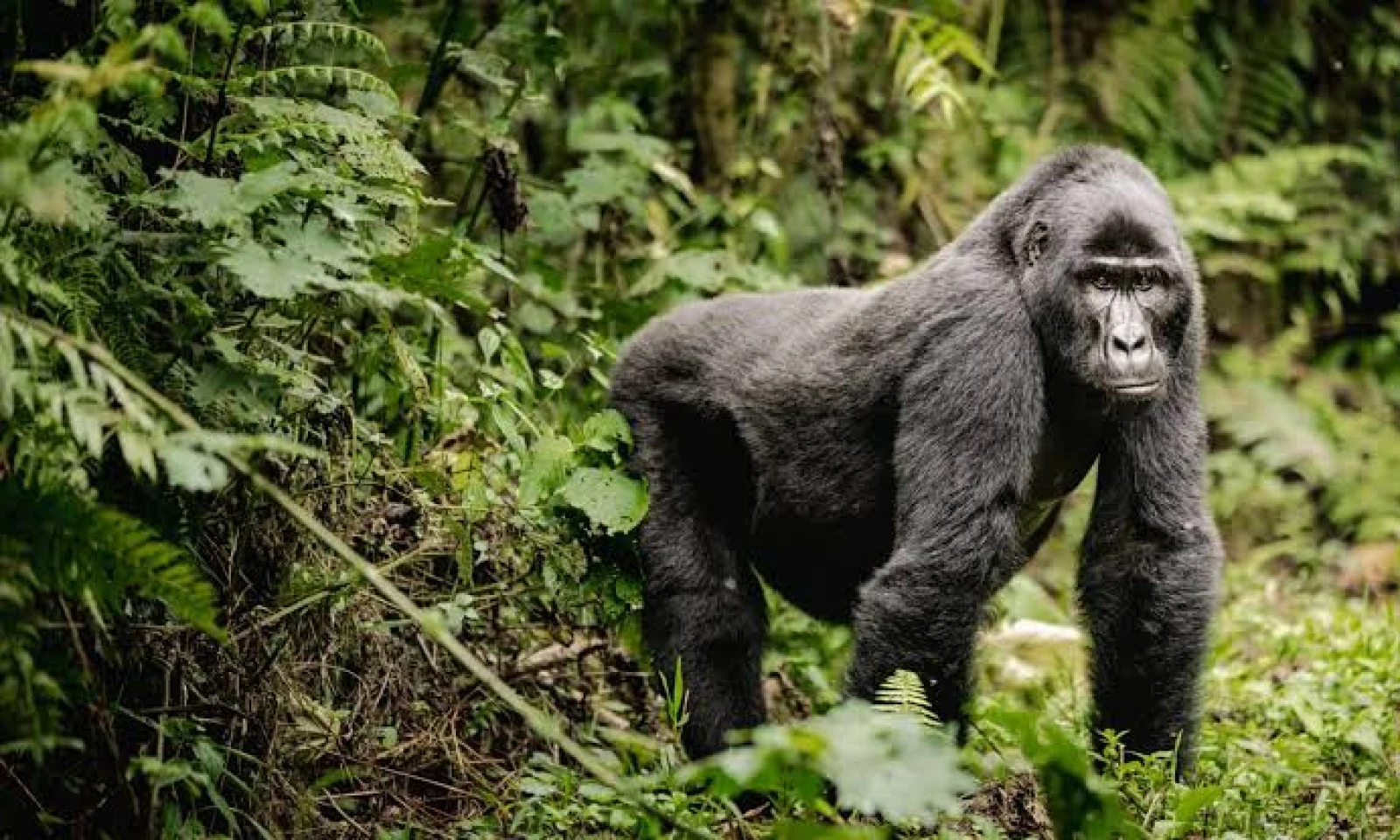 Gorilla Trekking – Bwindi Impenetrable Forest