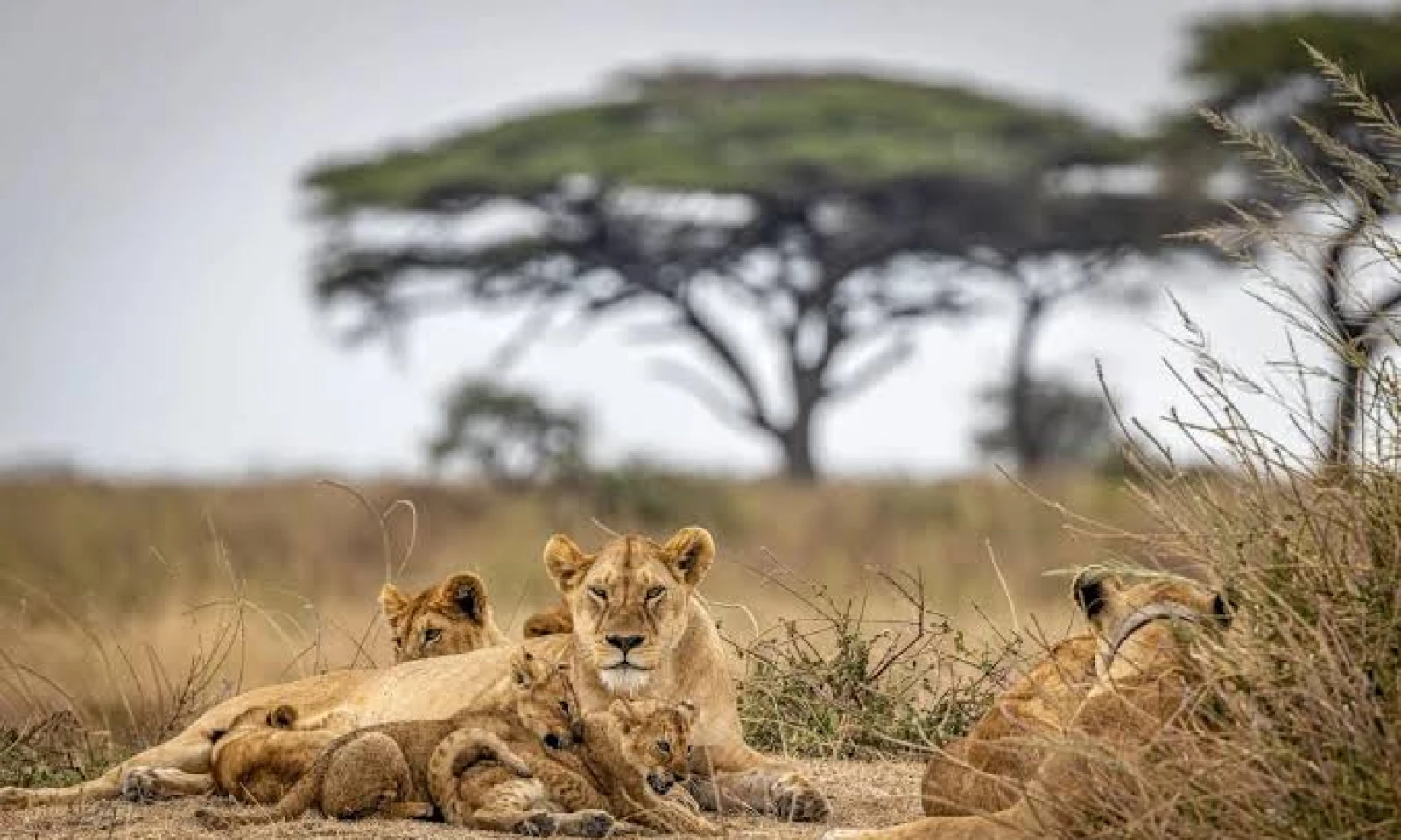 Arusha → Tarangire National Park – Big Five Begins