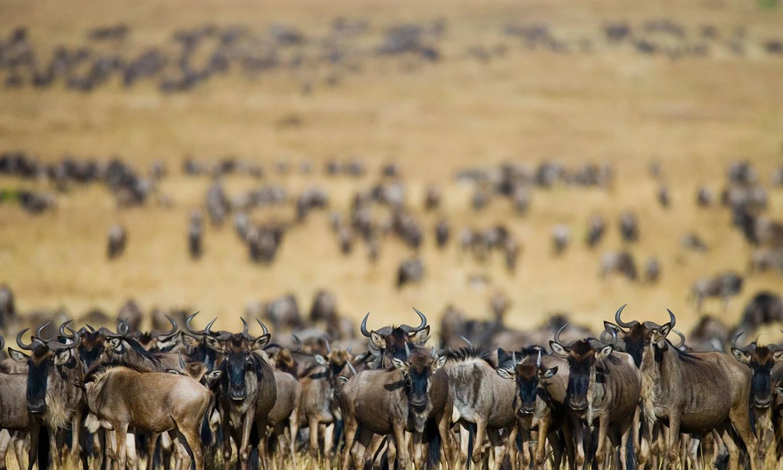 Tarangire → Central Serengeti – Enter the Migration Heartland