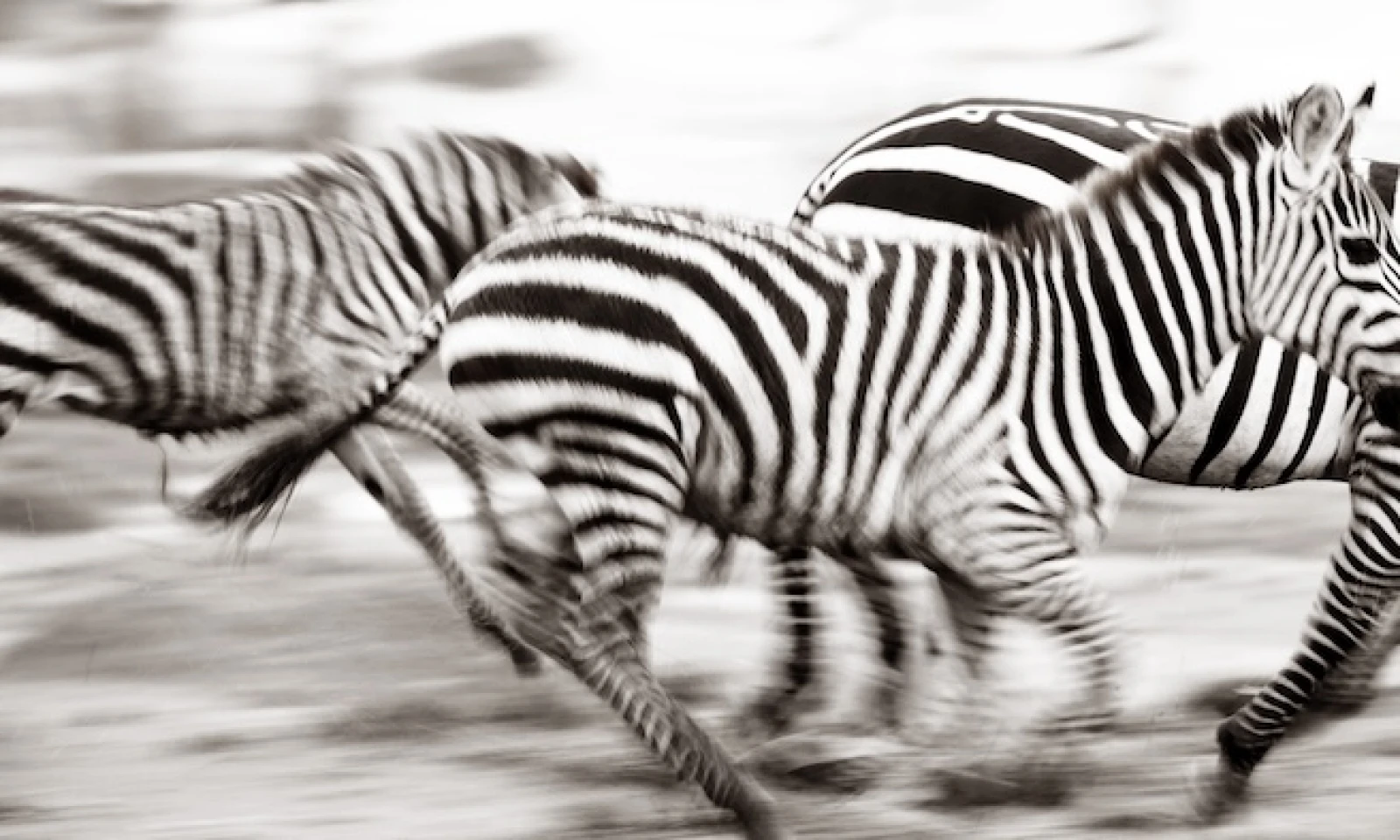 Central → Northern Serengeti – Witness the Dramatic Mara River Crossings