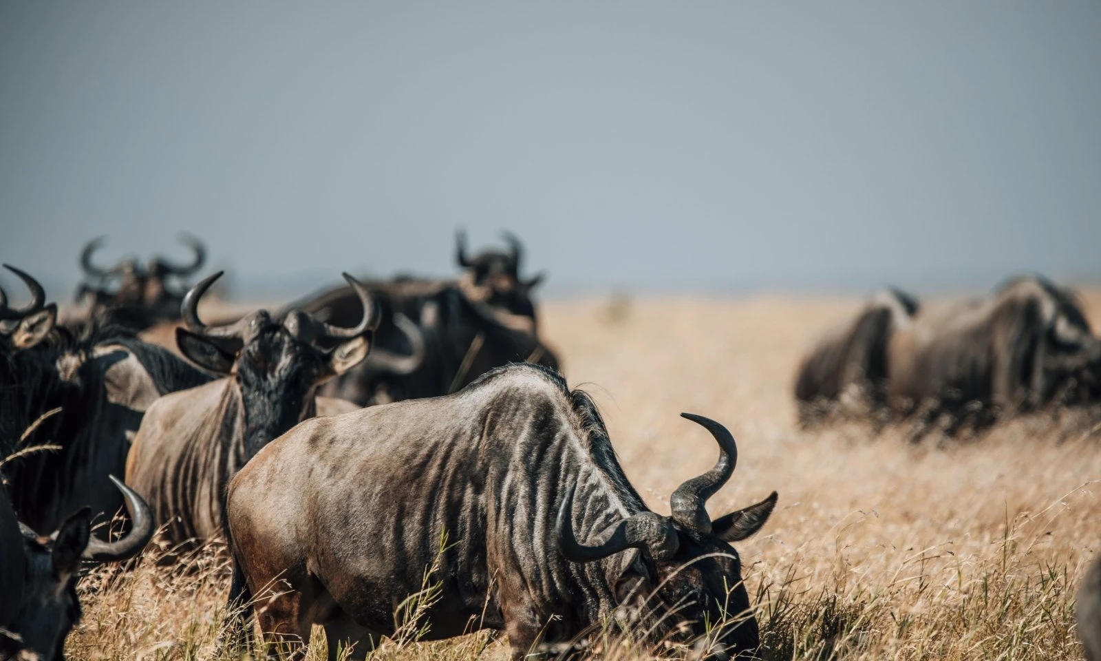 Full Day in Northern Serengeti – Immersive Migration Safari