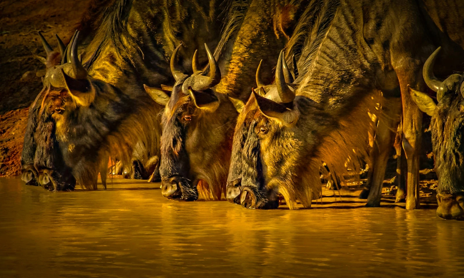 Full Day in Northern Serengeti – Ultimate Migration Experience