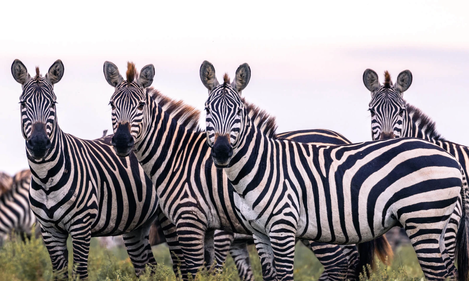 Northern → Central Serengeti – Returning to the Heart of the Plains