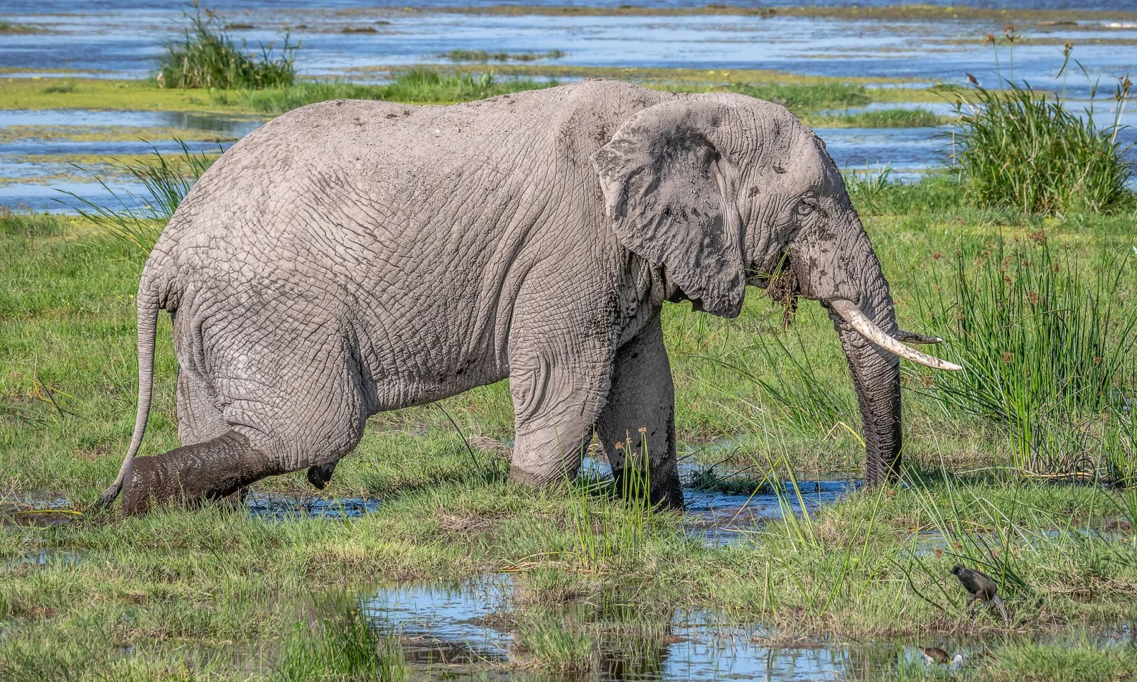 Central Serengeti → Ngorongoro Crater → Arusha – Big Five and Scenic Descent