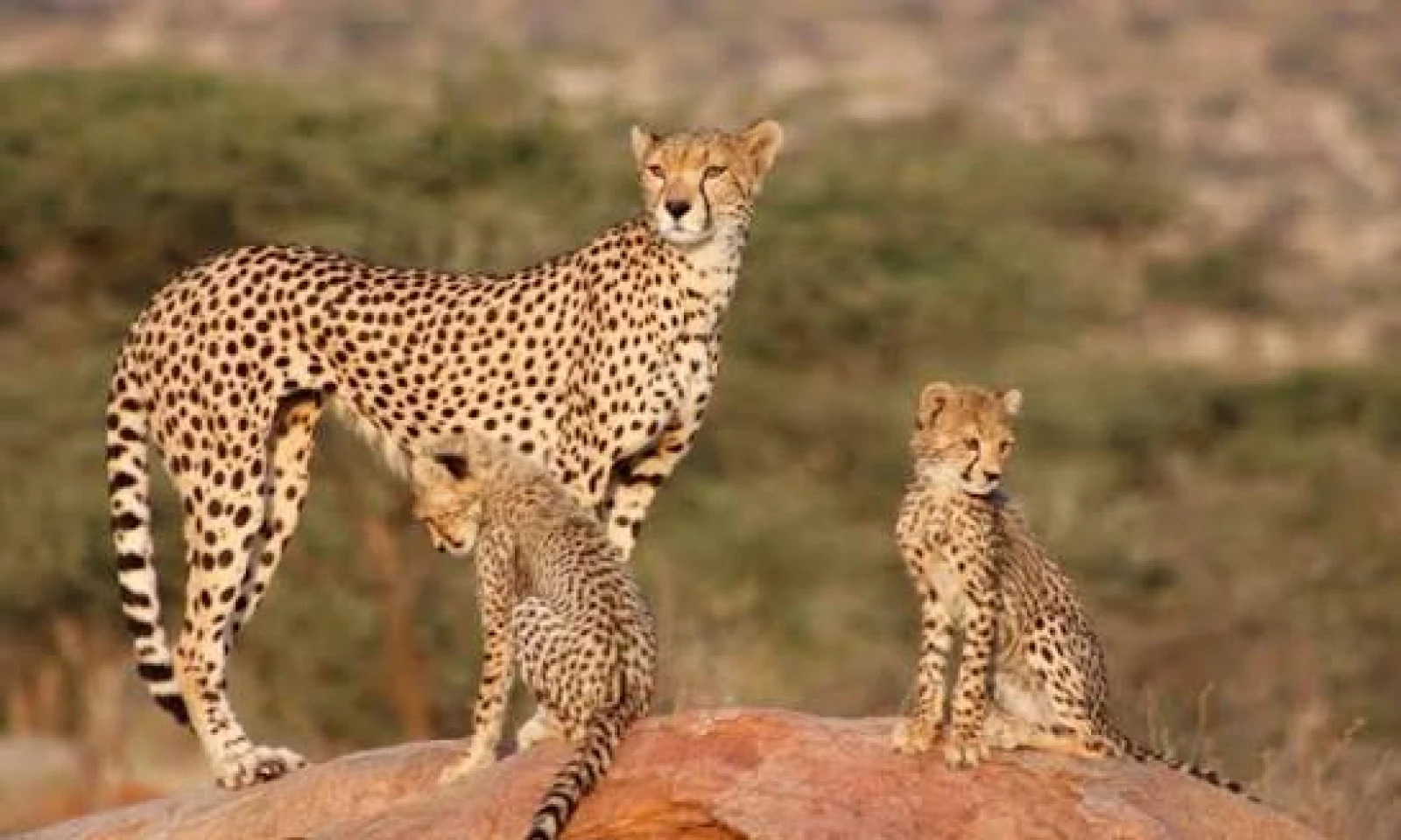 Nairobi → Samburu National Reserve – Into Kenya’s Untamed North